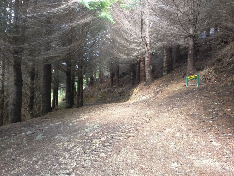 Car park at the top under the pine trees.